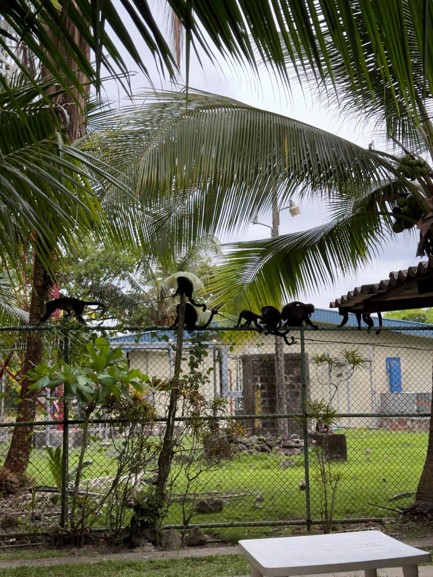 Albergue Casa Mamre Cahuita Exterior foto